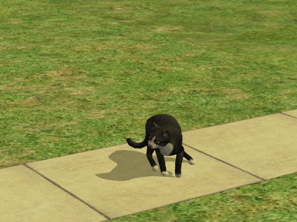 snapshot_c206f322_c208ad77