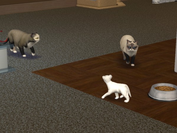 snapshot_c206f322_c229d4a8