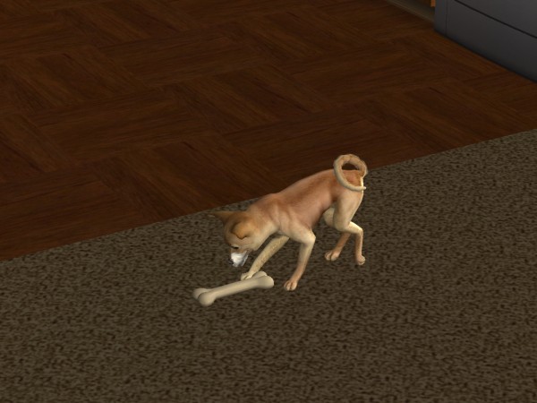 snapshot_c206f322_03005a82